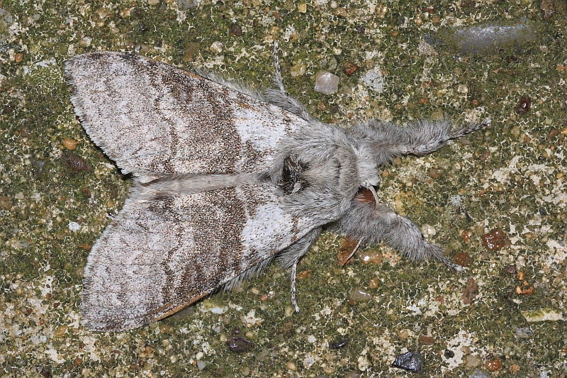 Calliteara pudibunda (Pale Tussock).JPG